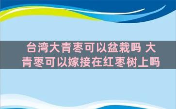 台湾大青枣可以盆栽吗 大青枣可以嫁接在红枣树上吗